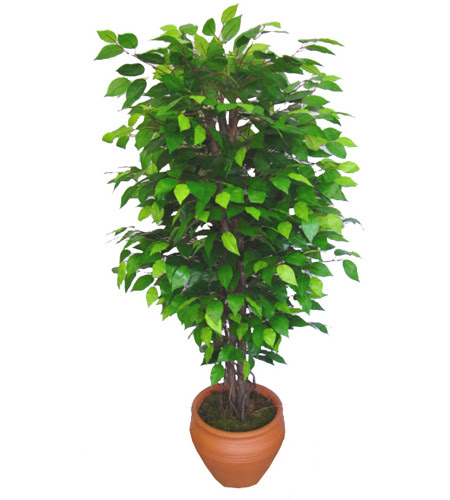 Ficus Benjamin 1,50 cm   Antalya anneler gn iek yolla 