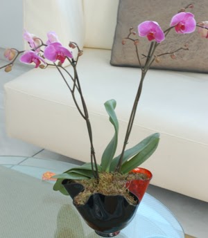  Antalya ieki maazas  tek dal ikili orkide saksi iegi