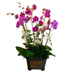  Antalya cicek , cicekci  4 adet orkide iegi
