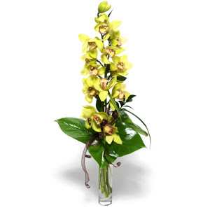  Antalya nternetten iek siparii  cam vazo ierisinde tek dal canli orkide