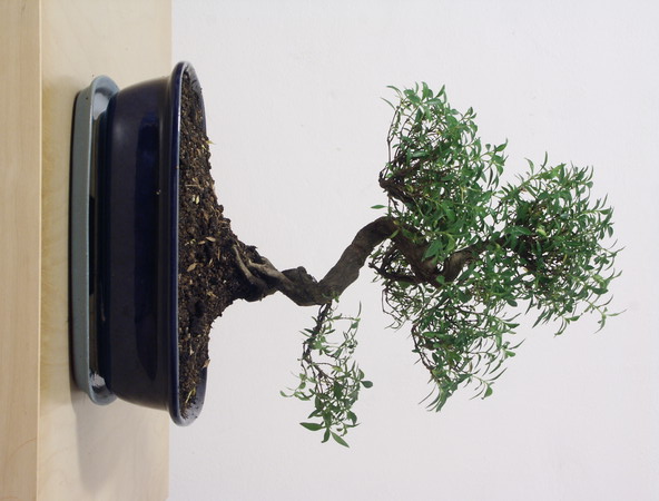 ithal bonsai saksi iegi  Antalya iek siparii vermek 