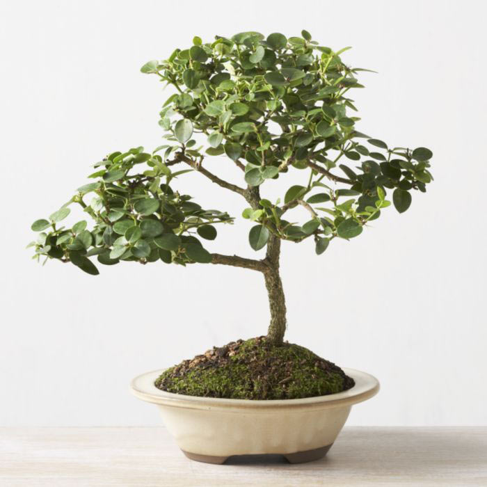 ithal bonsai saksi iegi  Antalya iek online iek siparii 