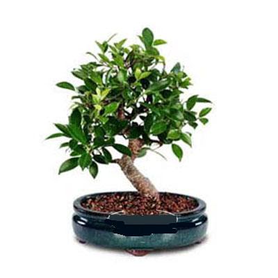 ithal bonsai saksi iegi  Antalya iek siparii sitesi 
