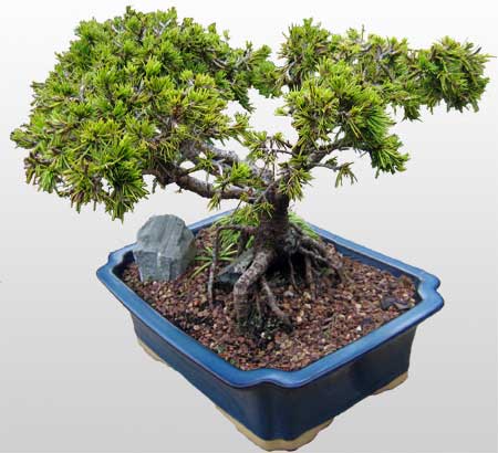 ithal bonsai saksi iegi  Antalya ieki maazas 