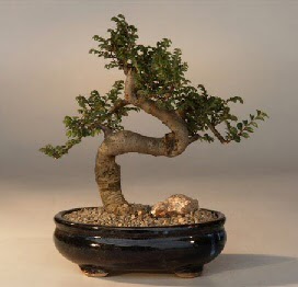 ithal bonsai saksi iegi  Antalya 14 ubat sevgililer gn iek 