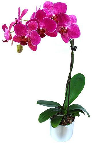  Antalya ieki maazas  saksi orkide iegi