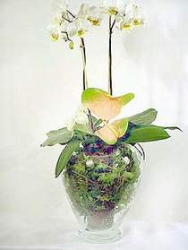  Antalya iek sat  Cam yada mika vazoda zel orkideler
