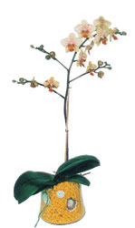  Antalya online iek gnderme sipari  Phalaenopsis Orkide ithal kalite