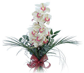  Antalya iek siparii sitesi  Dal orkide ithal iyi kalite
