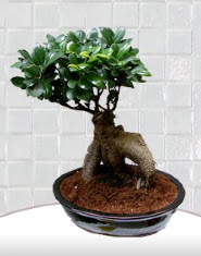 saks iei japon aac bonsai  Antalya kaliteli taze ve ucuz iekler 