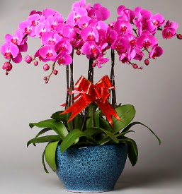 7 dall mor orkide  Antalya iek online iek siparii 