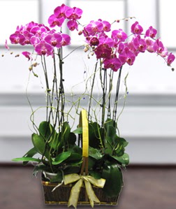 4 dall mor orkide  Antalya gvenli kaliteli hzl iek 