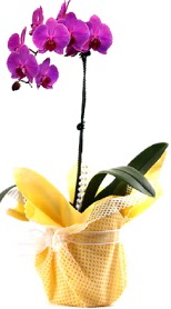  Antalya iek siparii sitesi  Tek dal mor orkide saks iei