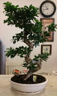 100 cm yksekliinde dev bonsai japon aac  Antalya nternetten iek siparii 
