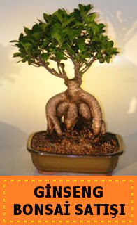 Ginseng bonsai sat japon aac  Antalya cicek , cicekci 