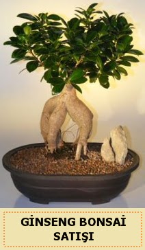 thal Ginseng bonsai sat japon aac  Antalya iek siparii sitesi 