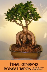 thal japon aac ginseng bonsai sat  Antalya nternetten iek siparii 