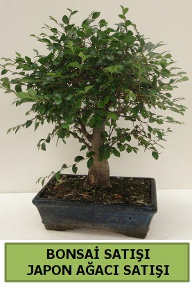 Minyatr bonsai japon aac sat  Antalya iek gnderme sitemiz gvenlidir 