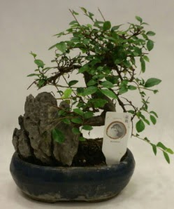 thal 1.ci kalite bonsai japon aac  Antalya iek sat 