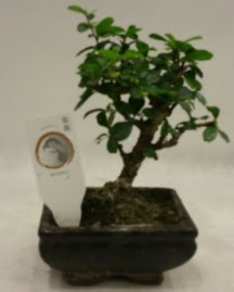 Kk minyatr bonsai japon aac  Antalya iek gnderme 