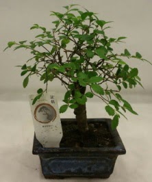 Minyatr ithal japon aac bonsai bitkisi  Antalya iek sat 