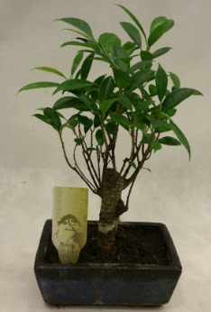 Japon aac bonsai bitkisi sat  Antalya ieki telefonlar 