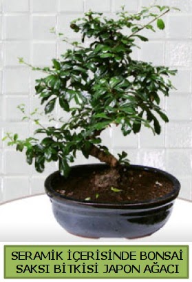 Seramik vazoda bonsai japon aac bitkisi  Antalya iek siparii sitesi 