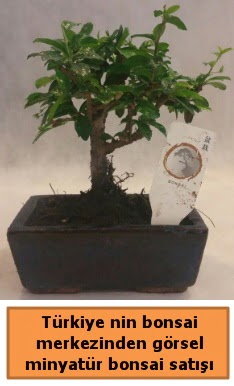 Japon aac bonsai sat ithal grsel  Antalya iek yolla 