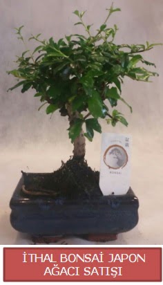 thal kk boy minyatr bonsai aa bitkisi  Antalya ieki telefonlar 