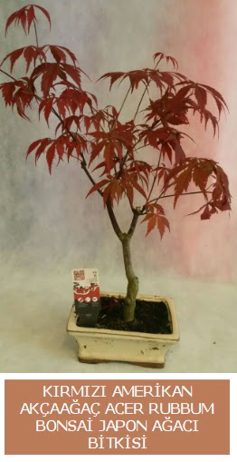 Amerikan akaaa Acer Rubrum bonsai  Antalya uluslararas iek gnderme 