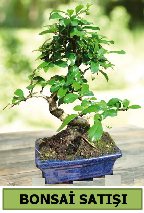 am bonsai japon aac sat  Antalya iek sat 