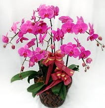 Sepet ierisinde 5 dall lila orkide  Antalya ucuz iek gnder 