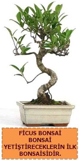 Ficus bonsai 15 ile 25 cm arasndadr  Antalya iek yolla 