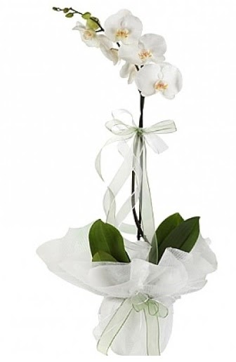 Tekli Beyaz Orkide  Antalya hediye iek yolla 