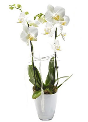 2 dall beyaz seramik beyaz orkide sakss  Antalya iek gnderme sitemiz gvenlidir 