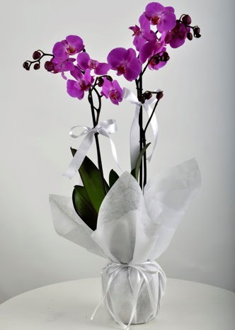ift dall saksda mor orkide iei  Antalya iek siparii vermek 