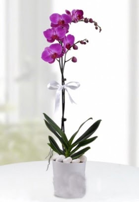 Tek dall saksda mor orkide iei  Antalya iekiler 