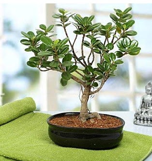 Lovely Ficus Iceland Bonsai  Antalya anneler gn iek yolla 