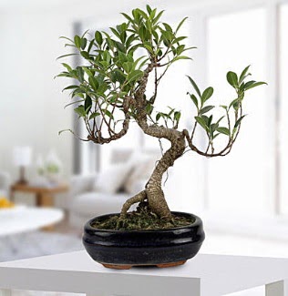 Gorgeous Ficus S shaped japon bonsai  Antalya yurtii ve yurtd iek siparii 
