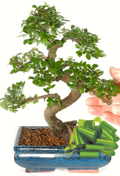 Yaklak 25 cm boyutlarnda S bonsai  Antalya iek siparii sitesi 