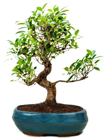 25 cm ile 30 cm aralnda Ficus S bonsai  Antalya iek gnderme sitemiz gvenlidir 