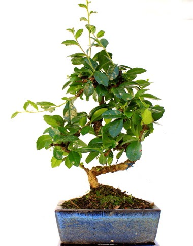 S gvdeli carmina bonsai aac  Antalya iek yolla  Minyatr aa