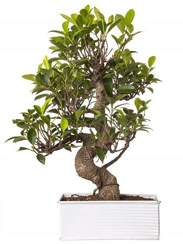Exotic Green S Gvde 6 Year Ficus Bonsai  Antalya iek gnderme sitemiz gvenlidir 