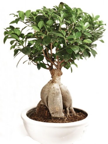 Ginseng bonsai japon aac ficus ginseng  Antalya nternetten iek siparii 