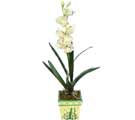 zel Yapay Orkide Beyaz   Antalya online ieki , iek siparii 