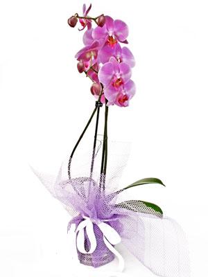  Antalya anneler gn iek yolla  Kaliteli ithal saksida orkide