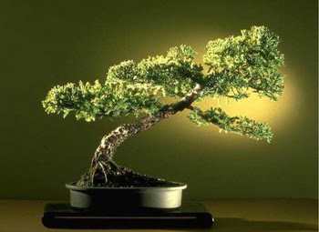 ithal bonsai saksi iegi  Antalya ieki maazas 