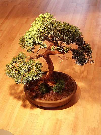 ithal bonsai saksi iegi  Antalya iek maazas , ieki adresleri 