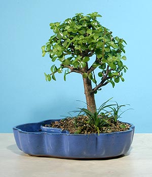 ithal bonsai saksi iegi  Antalya iekiler 