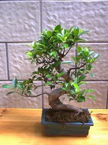 ithal bonsai saksi iegi  Antalya hediye sevgilime hediye iek 